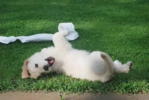 Dog rolling on grass with a roll of toilet paper thrown across the lawn